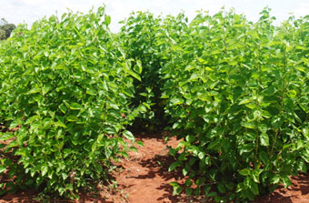 Sericulture Research Unit